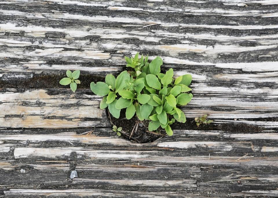 A plant growing through the gap in a wooden fence